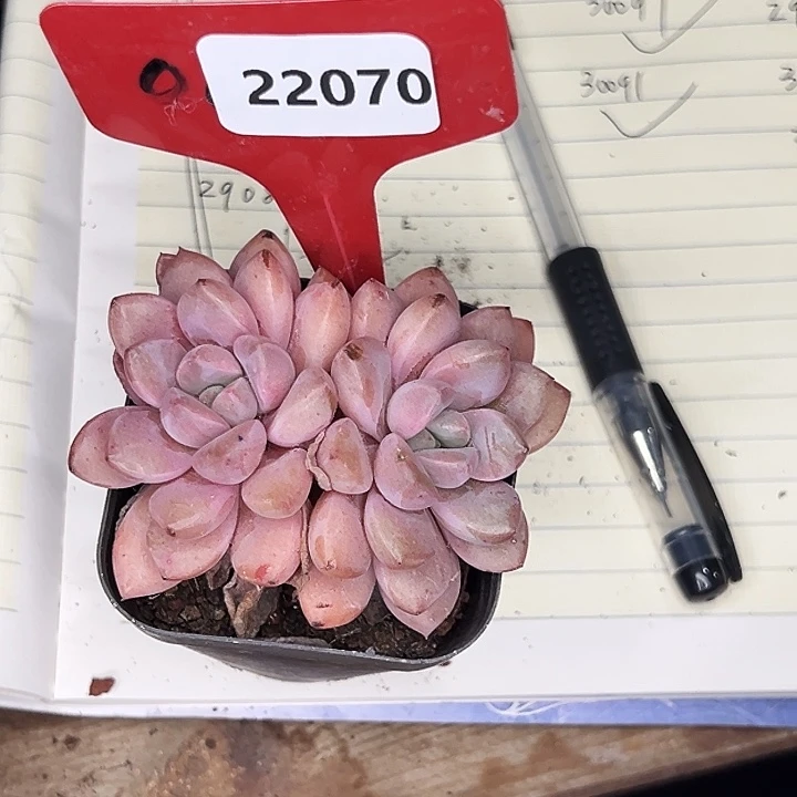 Z***e糖心。   22070号。