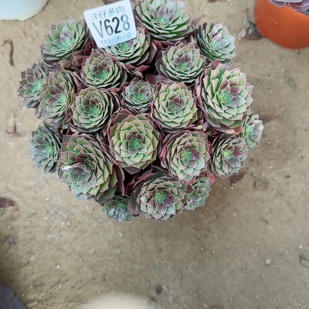 红魔玫瑰628冠幅22