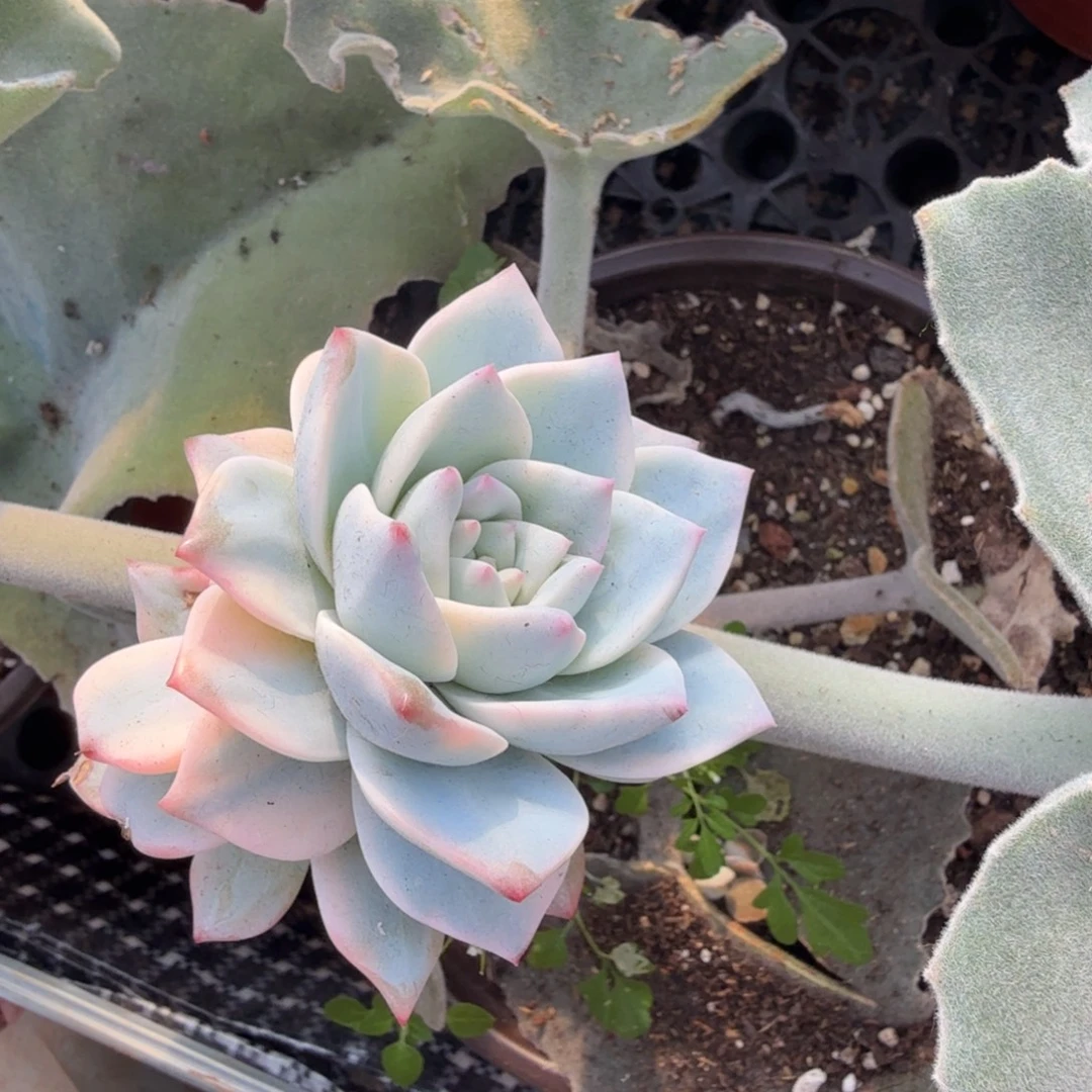 不石化粉蓝鸟锦，多肉锦