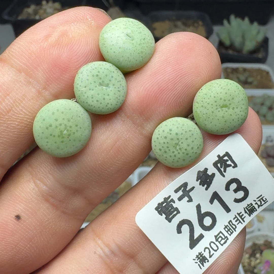 大饼。