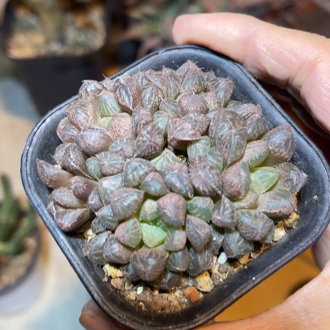 楼兰大群一物一拍
