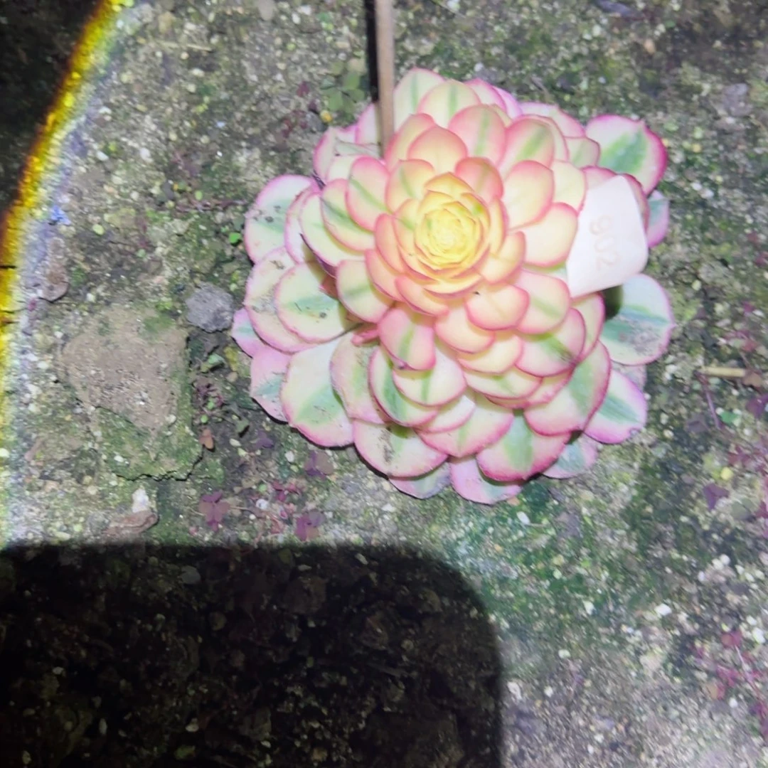 倾城法师多肉902