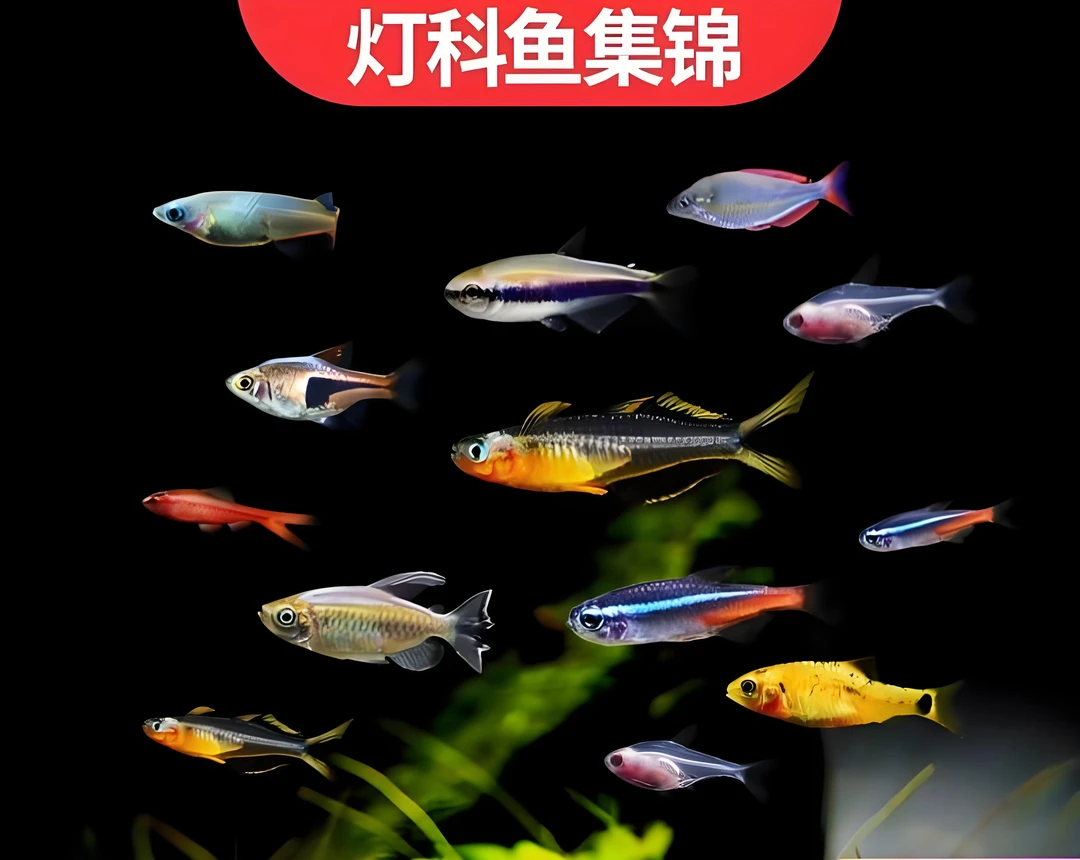 宝莲灯-帝王灯-超血红樱桃-三角灯-银屏球