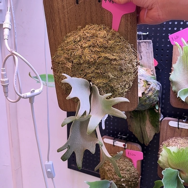 完全开放北极星孢子苗