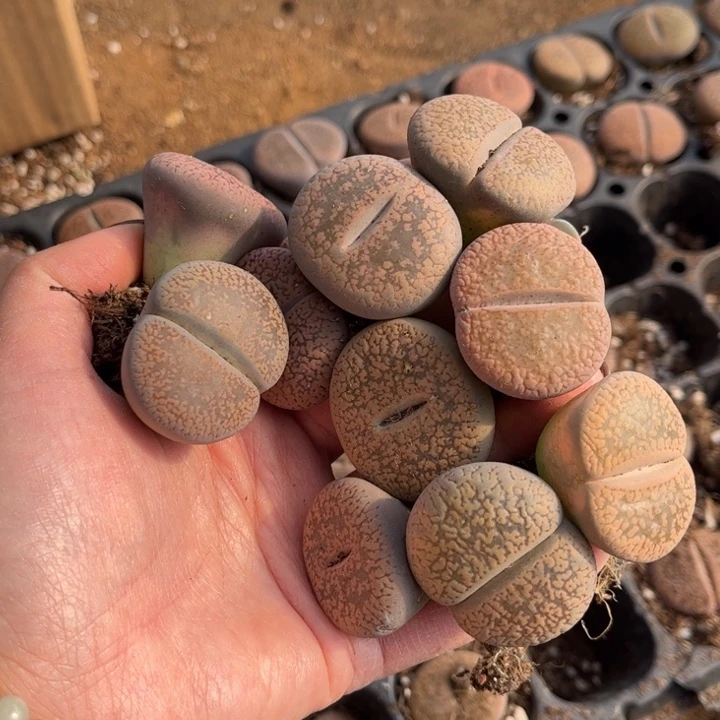 十颗日轮8888888889