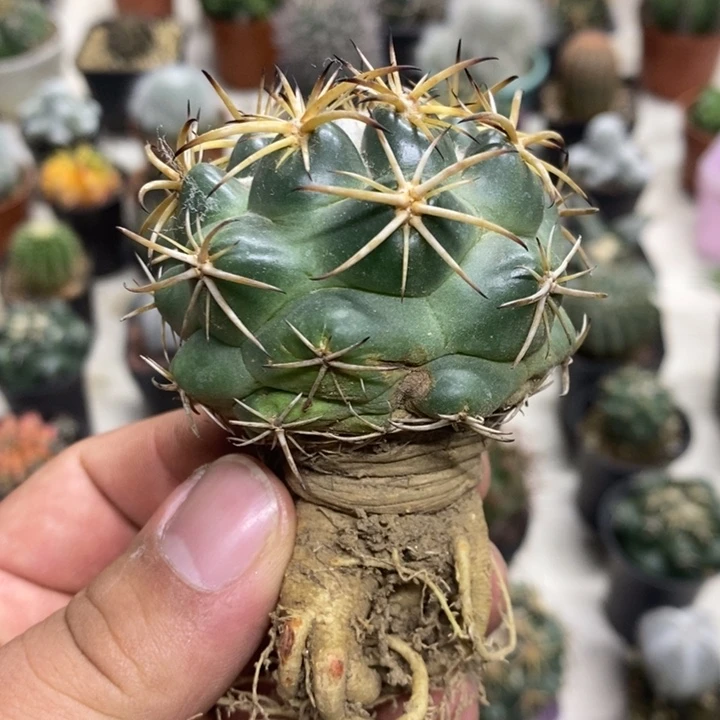实生天丝象牙带疤特价