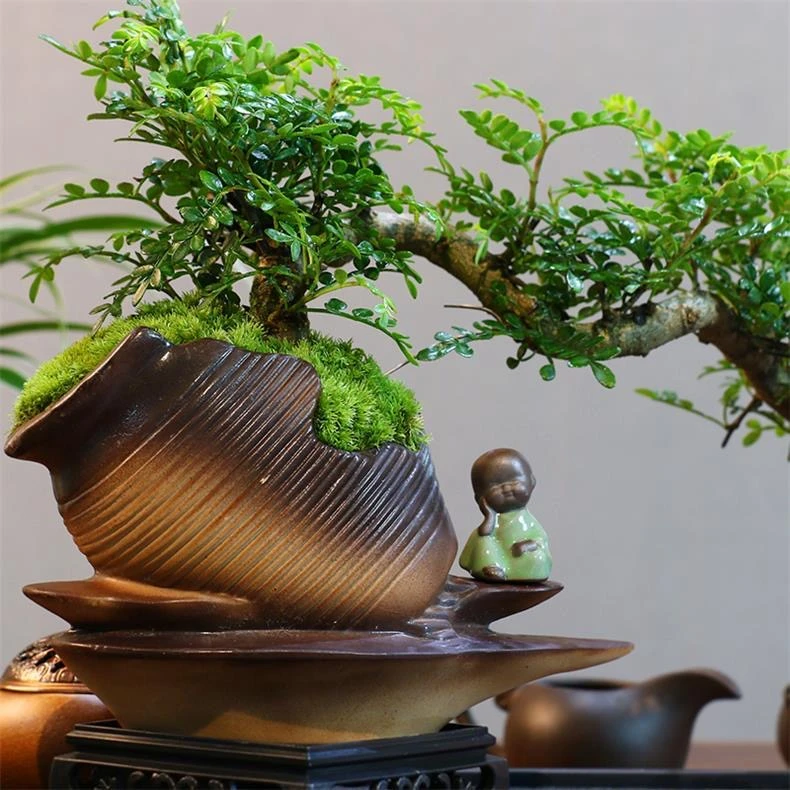 各类杂木，盆景素材，一物一拍