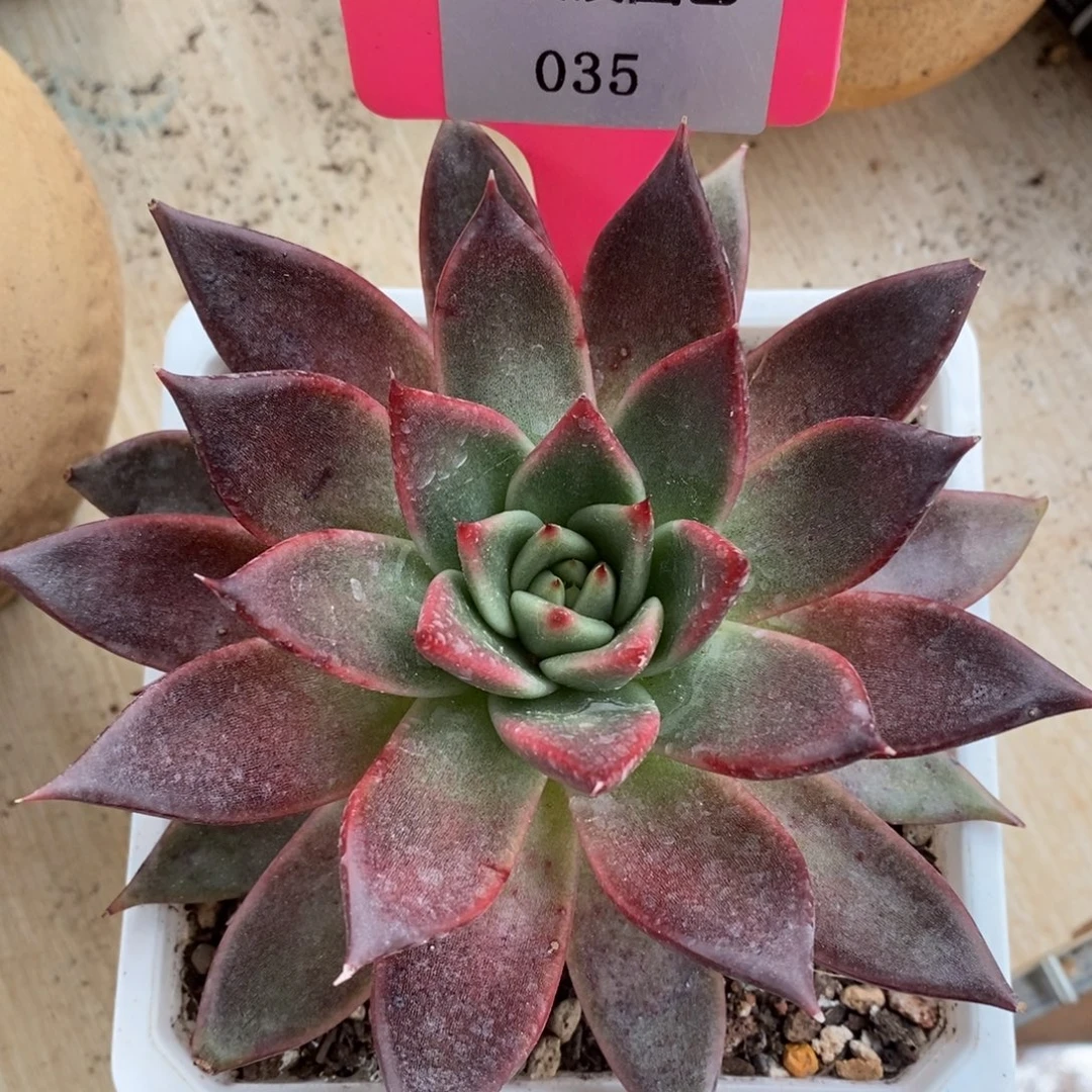 x035-多肉植物 东云