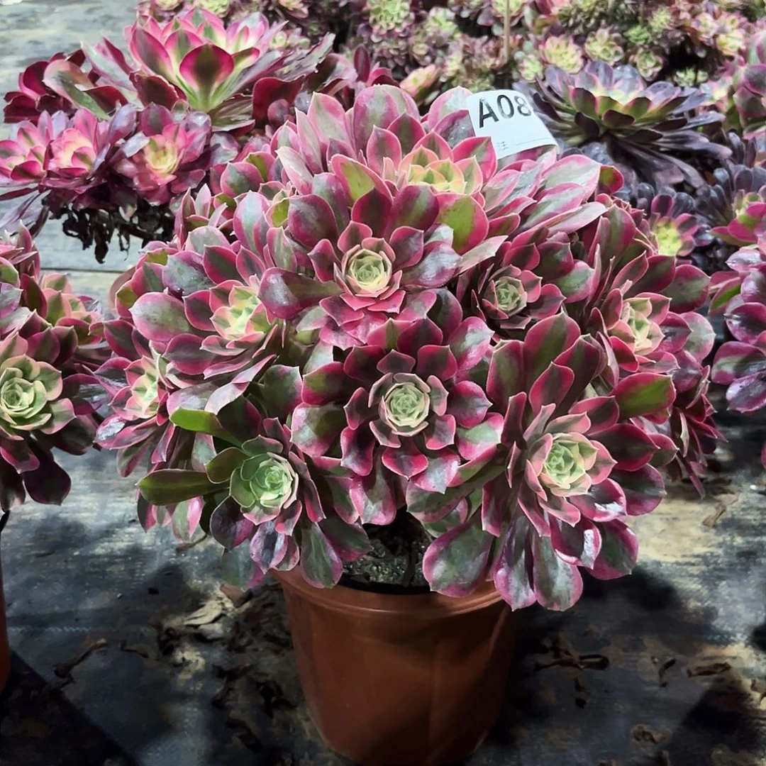 多肉植物粉女妖088多肉