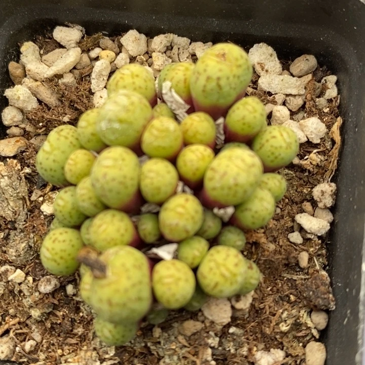 2090一颗一颗一颗