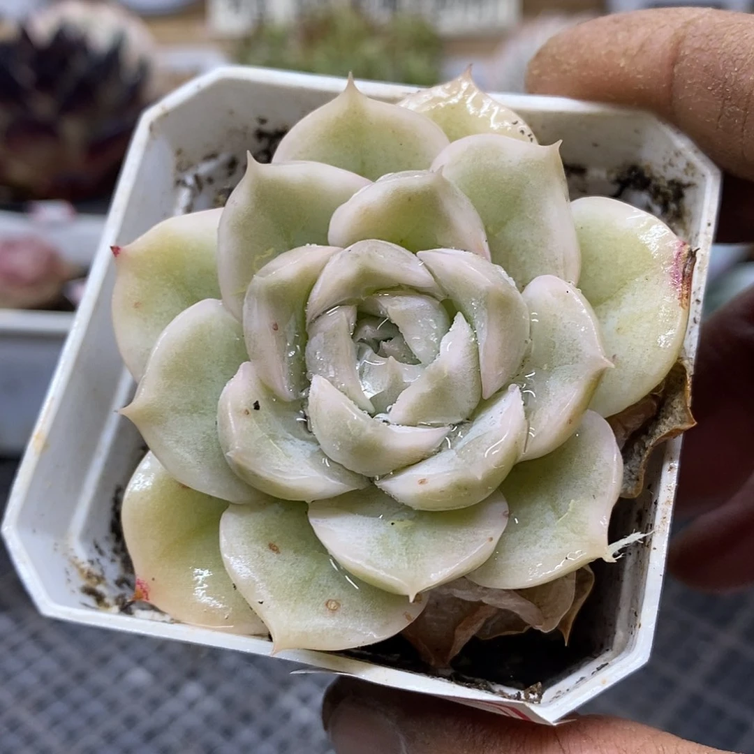 0427 白女王覆轮锦