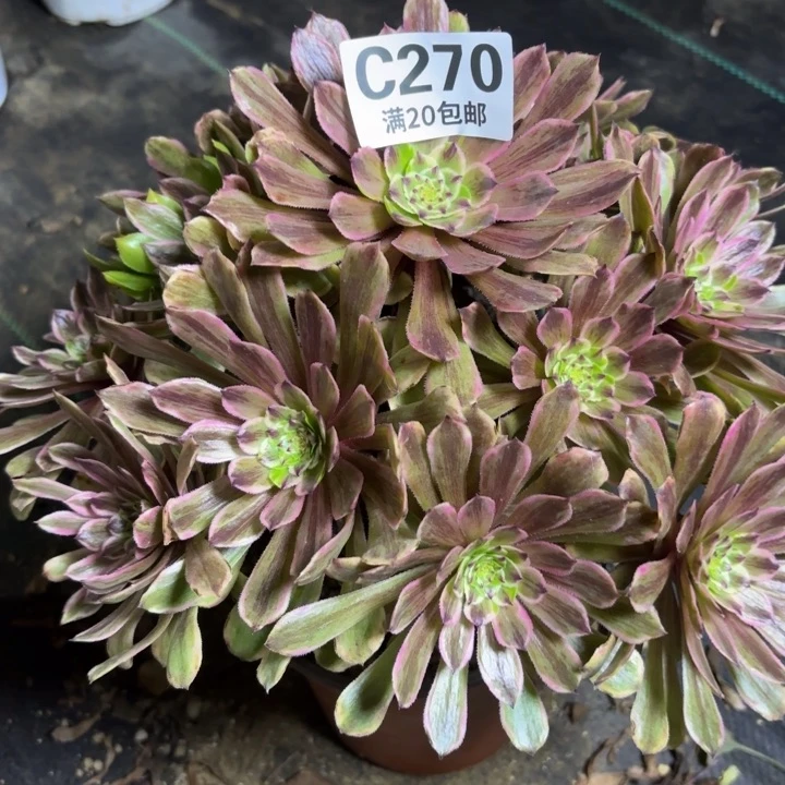 瑞妈一物一拍270