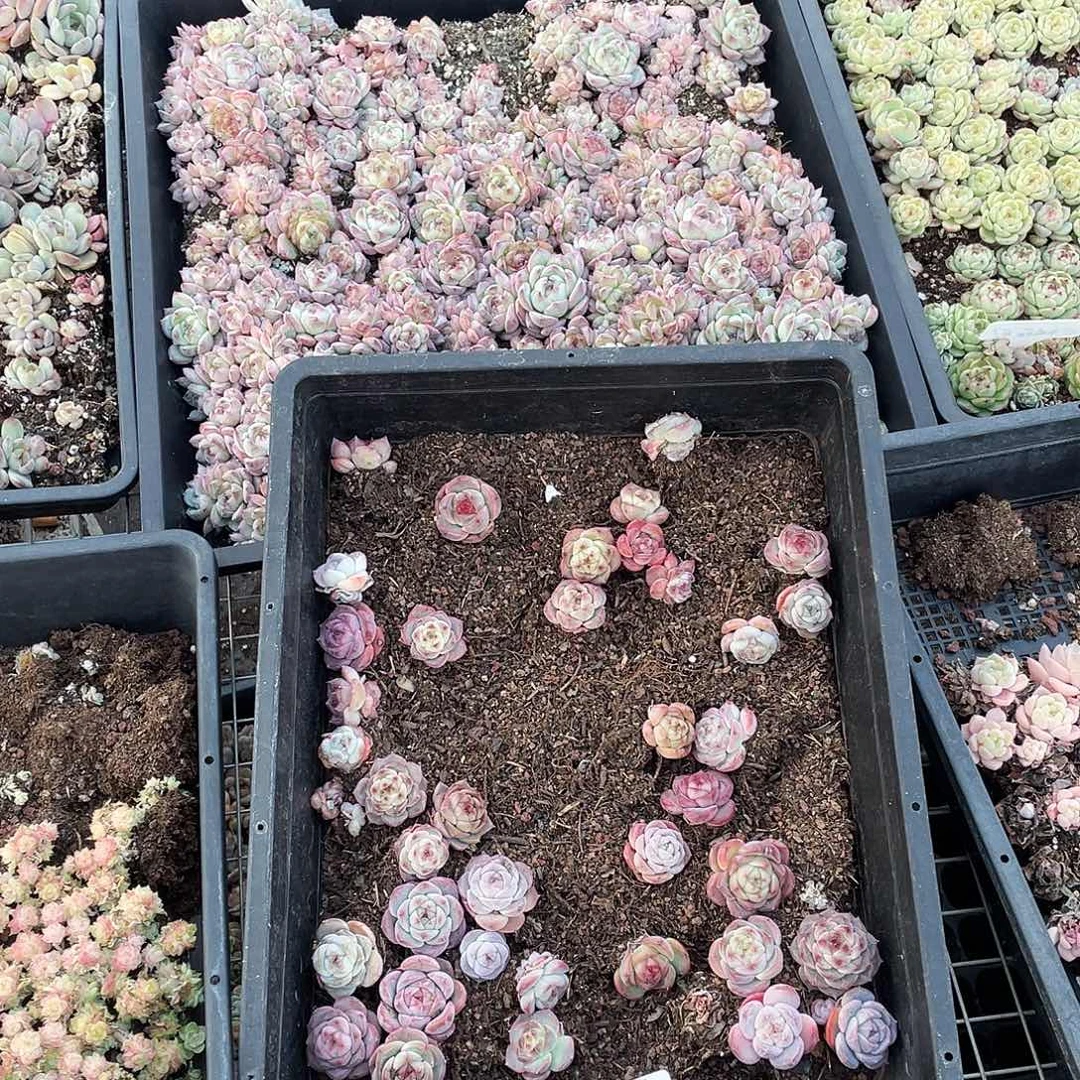 海***妹076。 定。