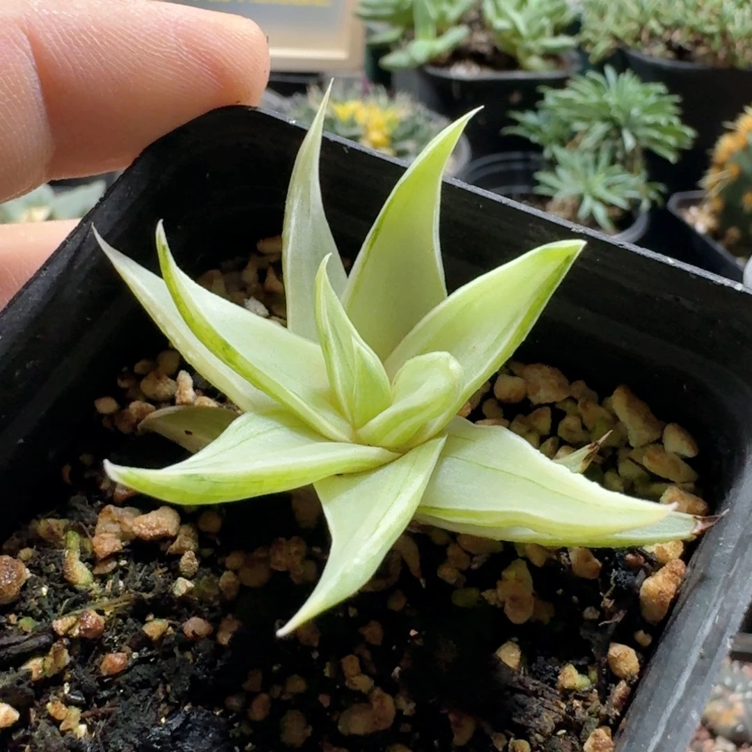 白***豚577水车锦脱土发货