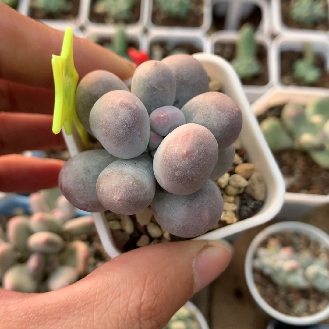 米可奶酪多肉哈哈