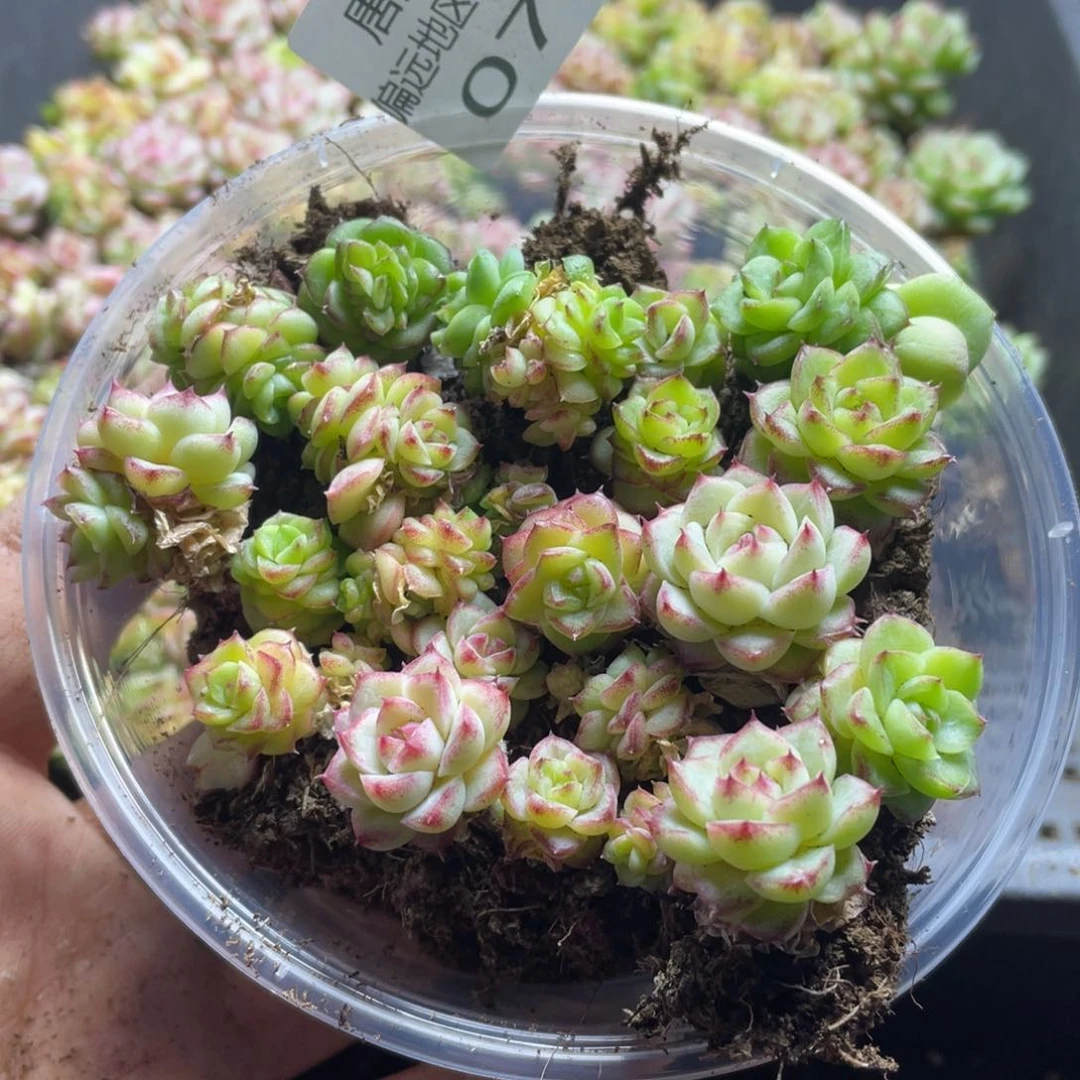 量拍麦秆一份一盒077