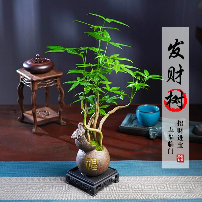 五福发财树盆栽室内绿植办公好养客厅四季常青懒人桌面景观绿植