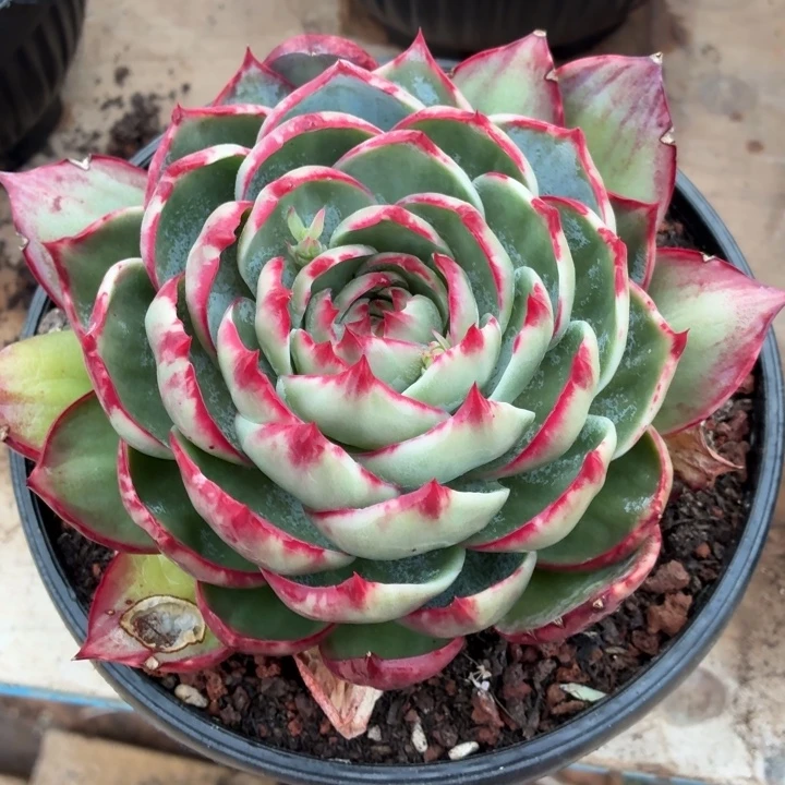 灵***师多肉植物 惊鸿仙子-4