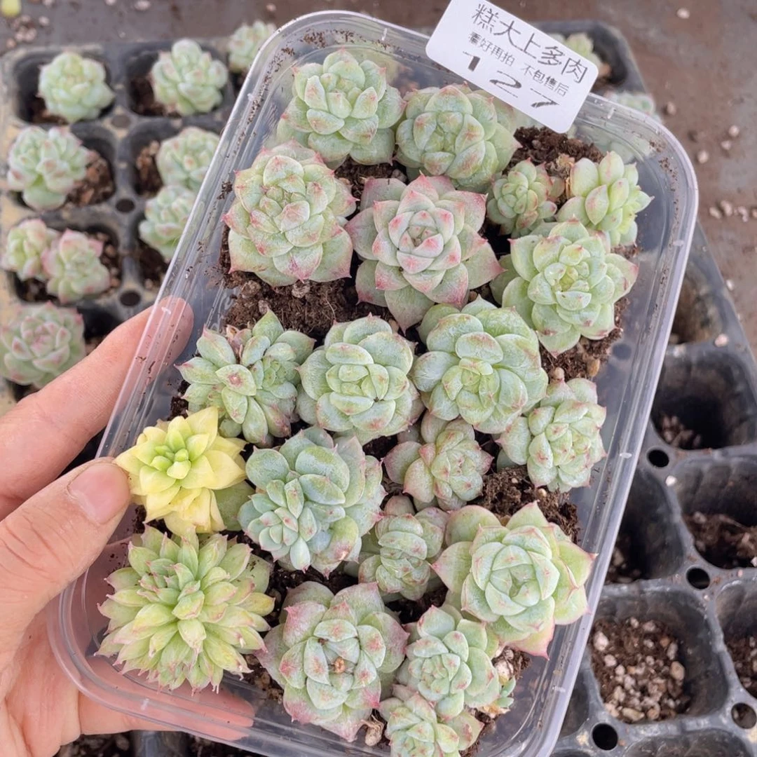 糕大上多肉植物127