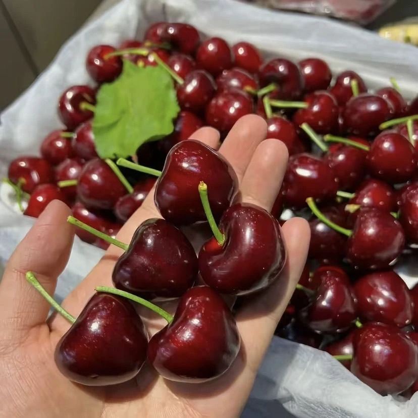 新鲜山东车厘子头茬美早大樱桃应季2-4J3斤空运当季