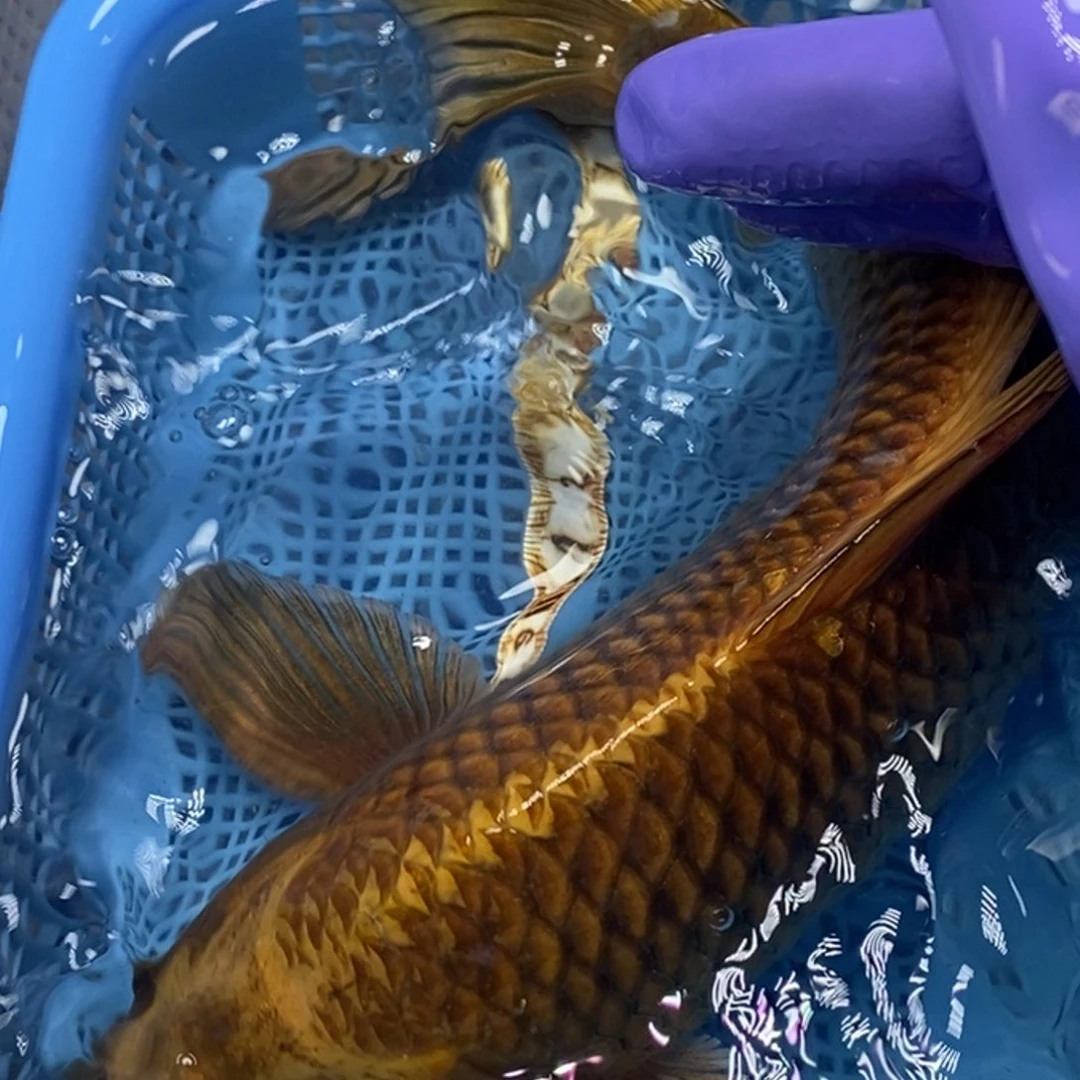 锦鲤冷水锦鲤包邮