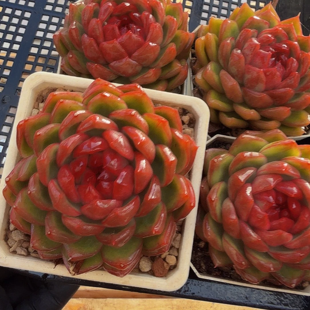 1219-60糖果珍妮量拍