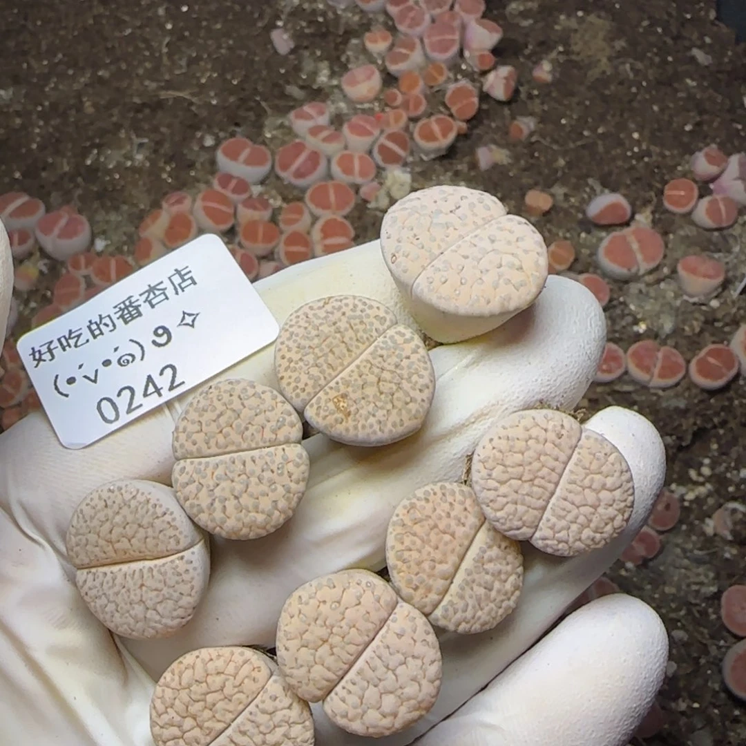 0242。默认脱土。18包邮。偏远88包邮