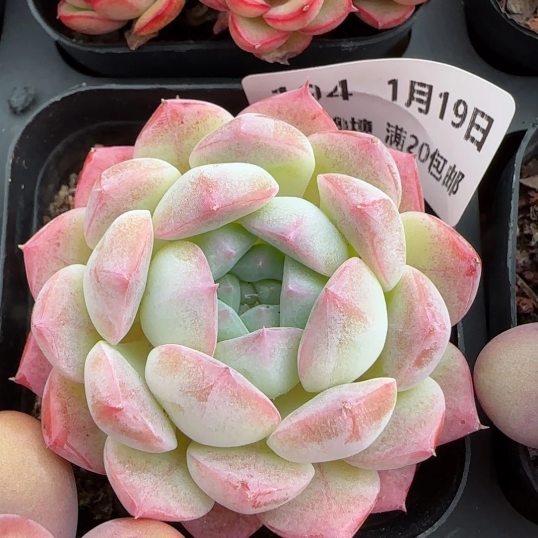 花语逸镜0119-194糖心