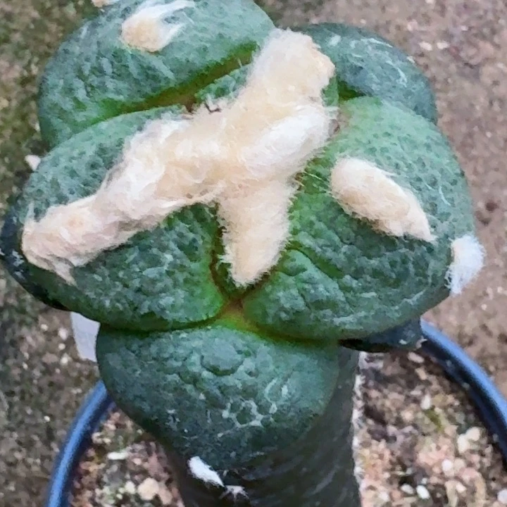 ****刂无花朵福利苗接大尤连山624