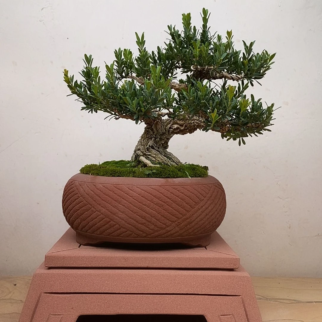 黄杨老桩带石盆发货