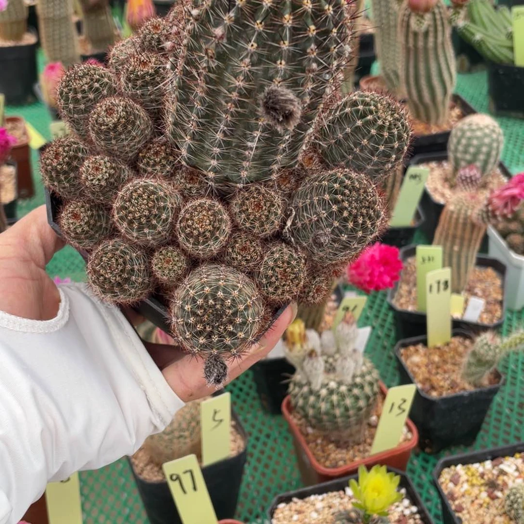 鹿角柱实生仙人球彩草杂