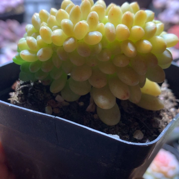 香格里拉缀一物一拍