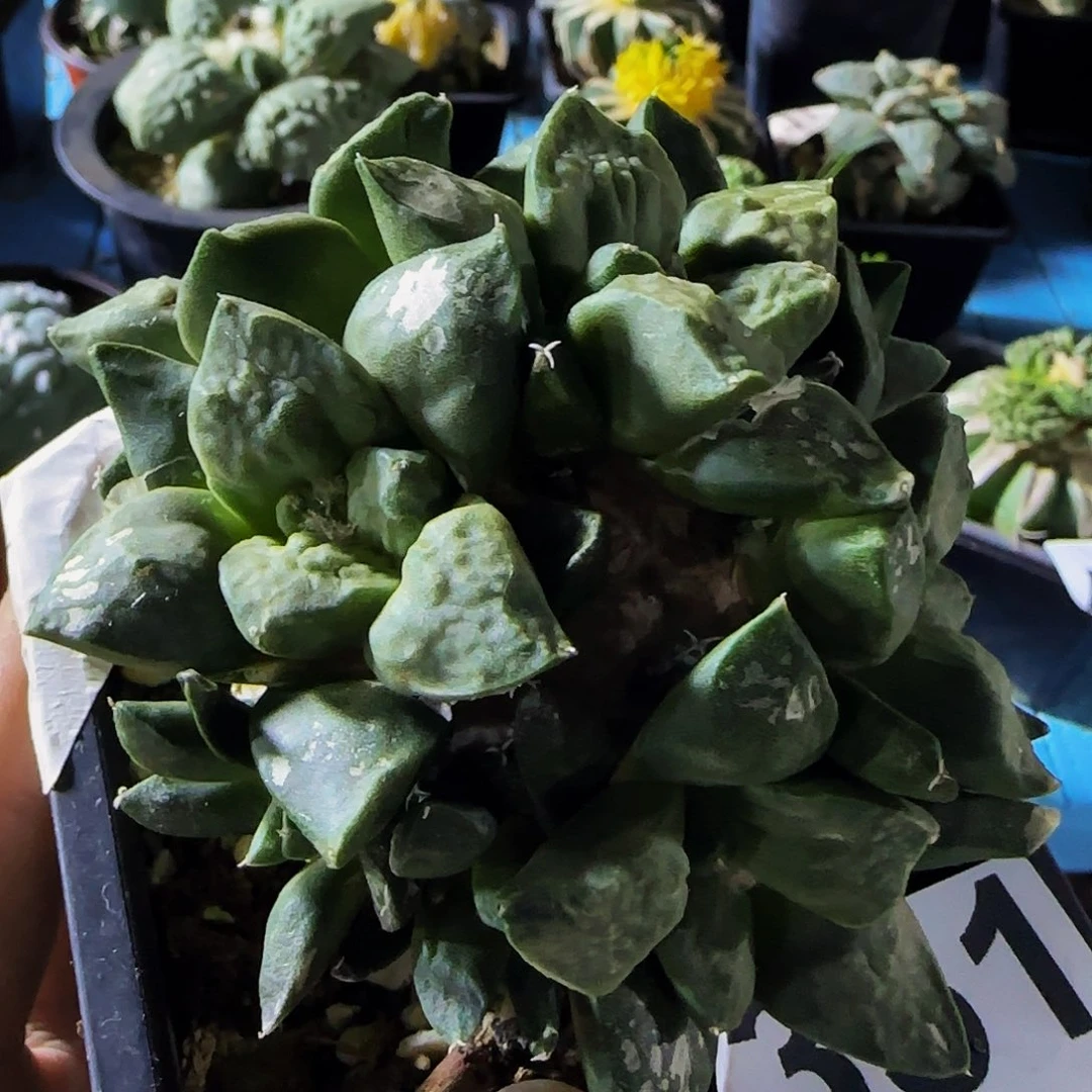 小**叔怒涛群头351仙人球