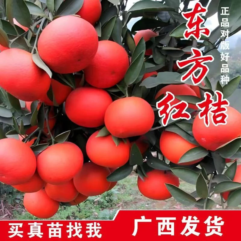 樱鲜正宗东方红嫁接果树苗甜度高盆栽地栽南北方种植