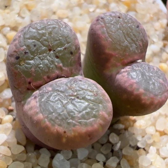 粉体全窗泡泡勋章一颗829。