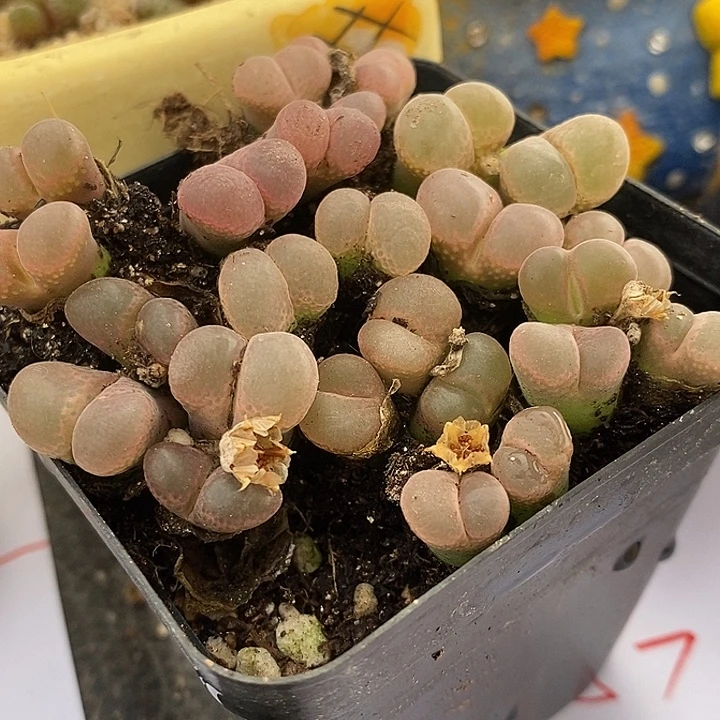 1578粉透风铃一组。