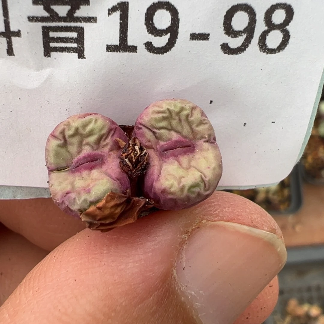 19-98肉锥多肉植物