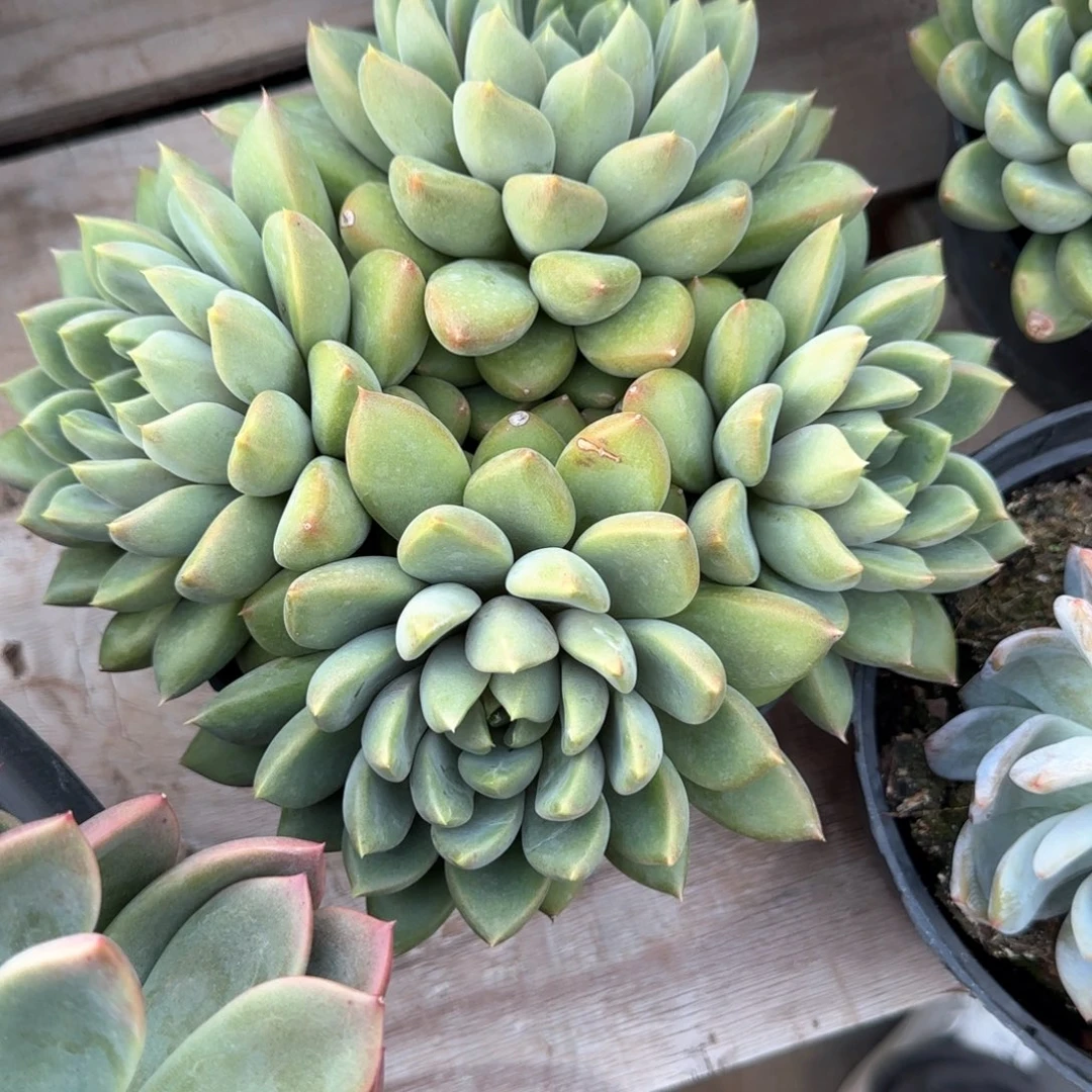 多肉植物多肉植物