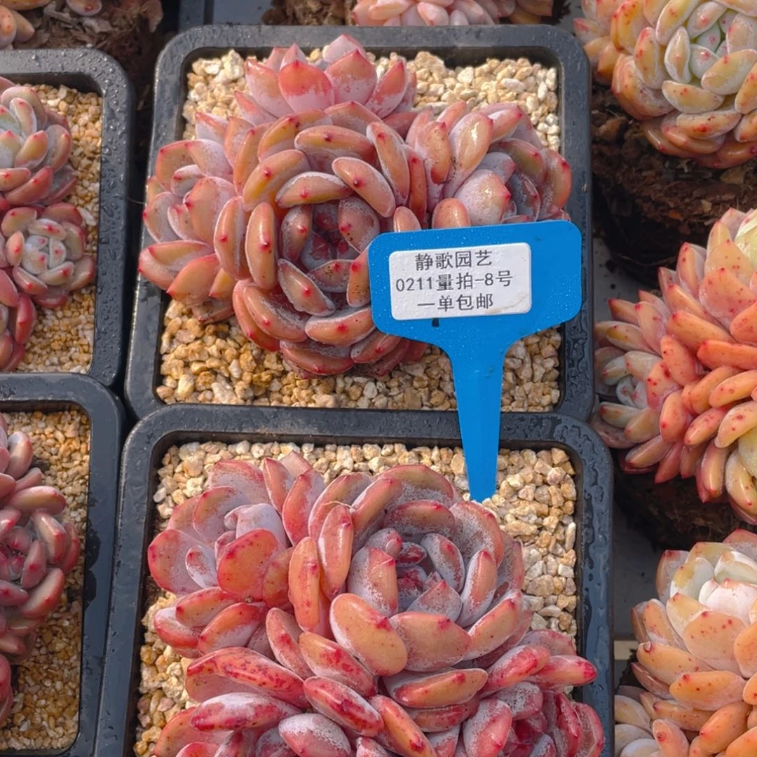 0211-8-全状态四头韩版梦露福利一颗