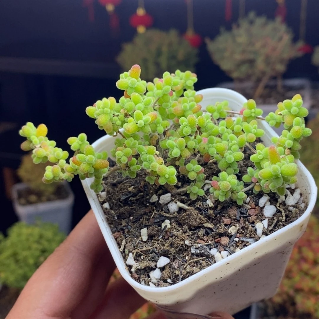 d97号蜜橘糖球枝干多肉