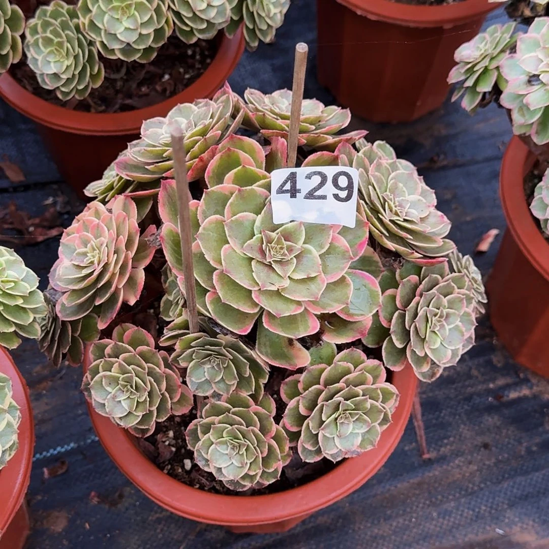 429粉花妖法师植物