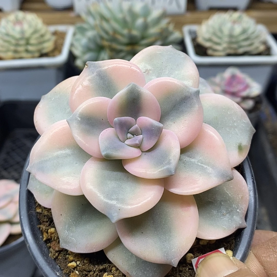 0647 粉紫乐覆轮锦 需延时发货