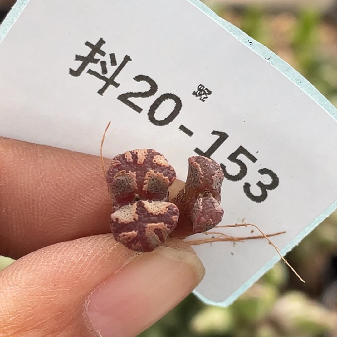 20-153超碟多肉植物