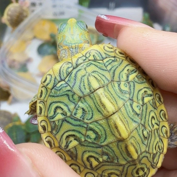 不分公母巴西彩龟蜡笔