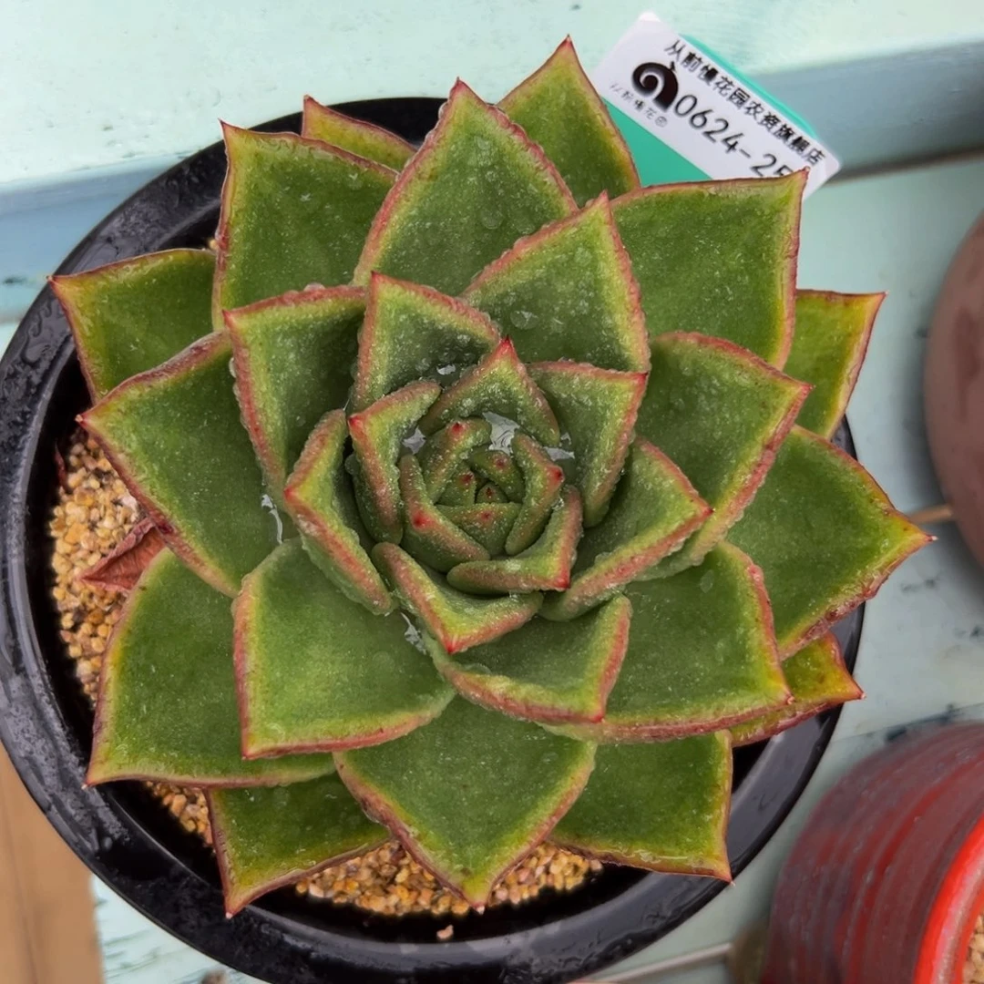 多肉一物一拍0624-250