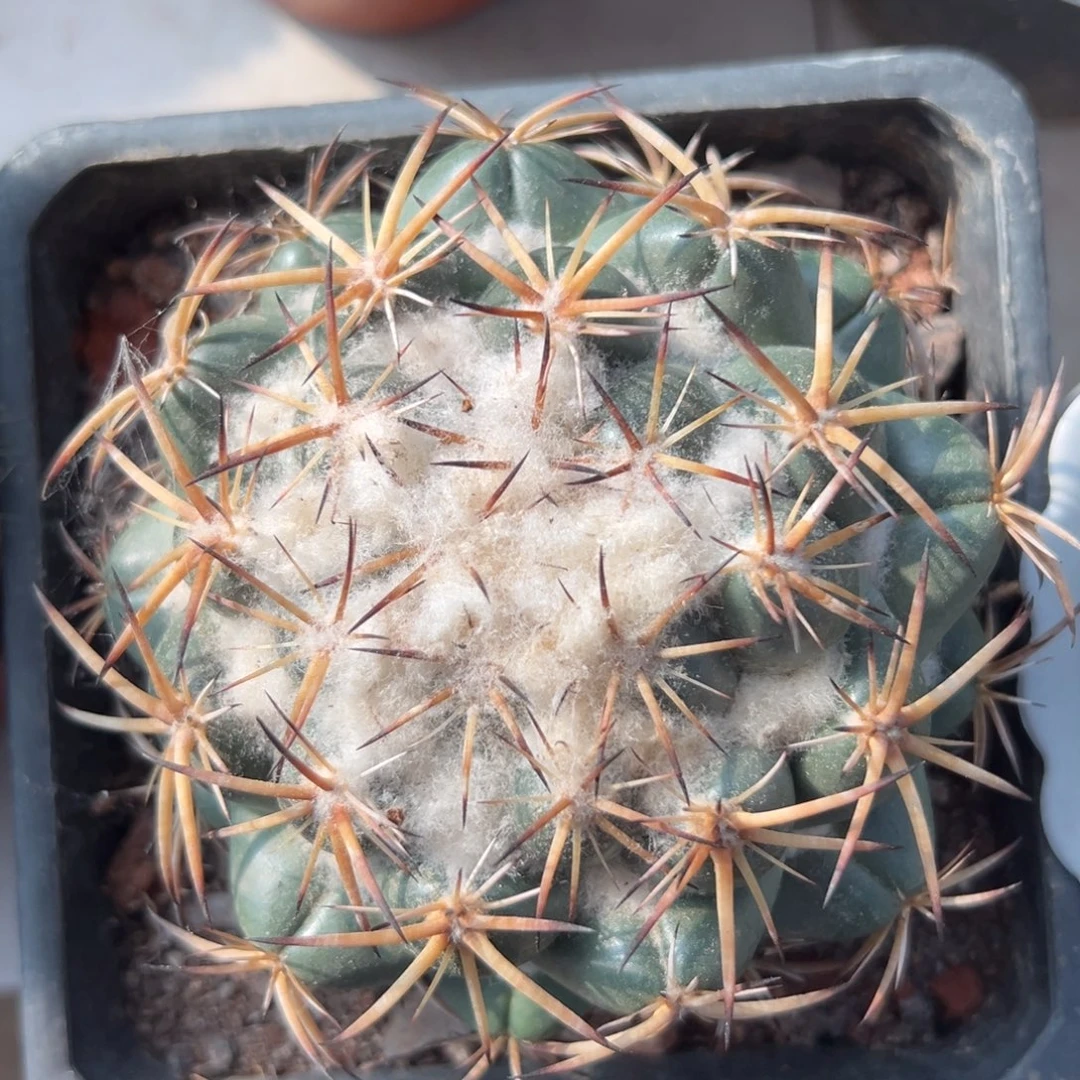 天司雪顶象牙随机一颗。