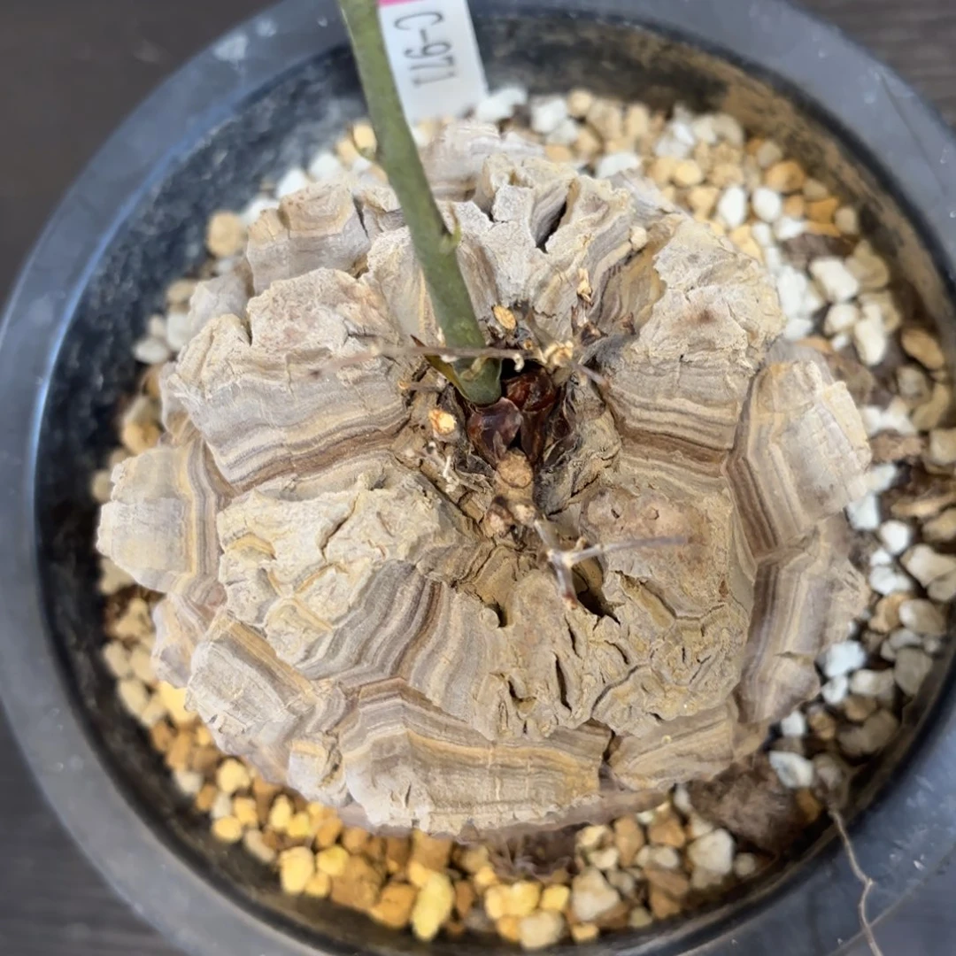 1号龟甲龙带盆包邮