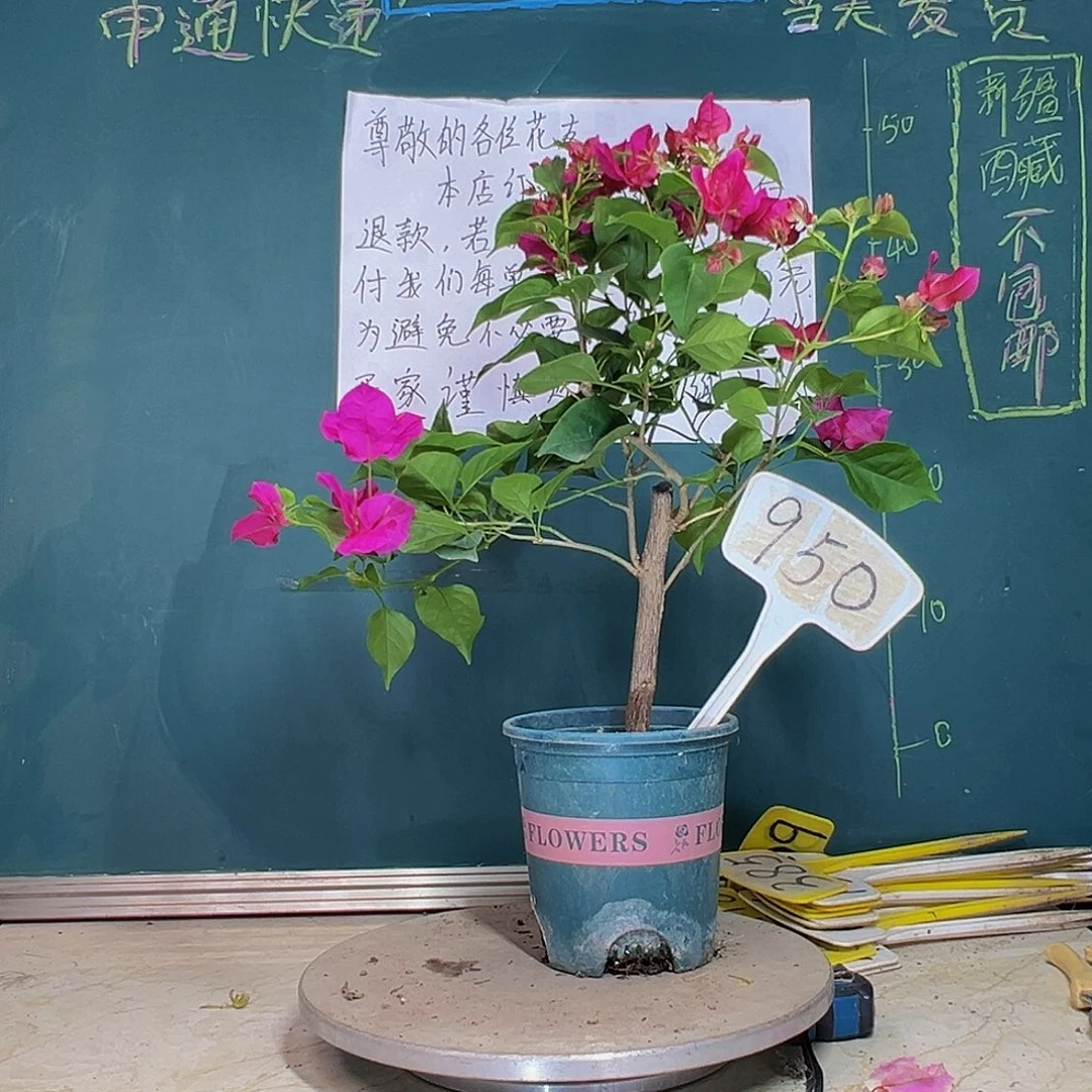 当前无花栽培后可以开花玫瑰红 950