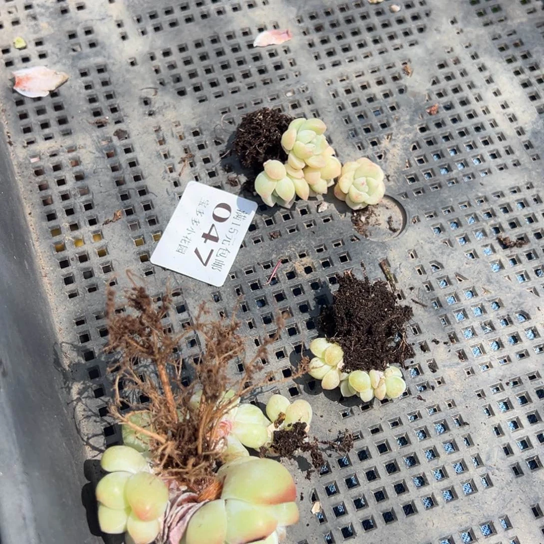 o*h一筐多肉量拍多肉满15包邮下午发