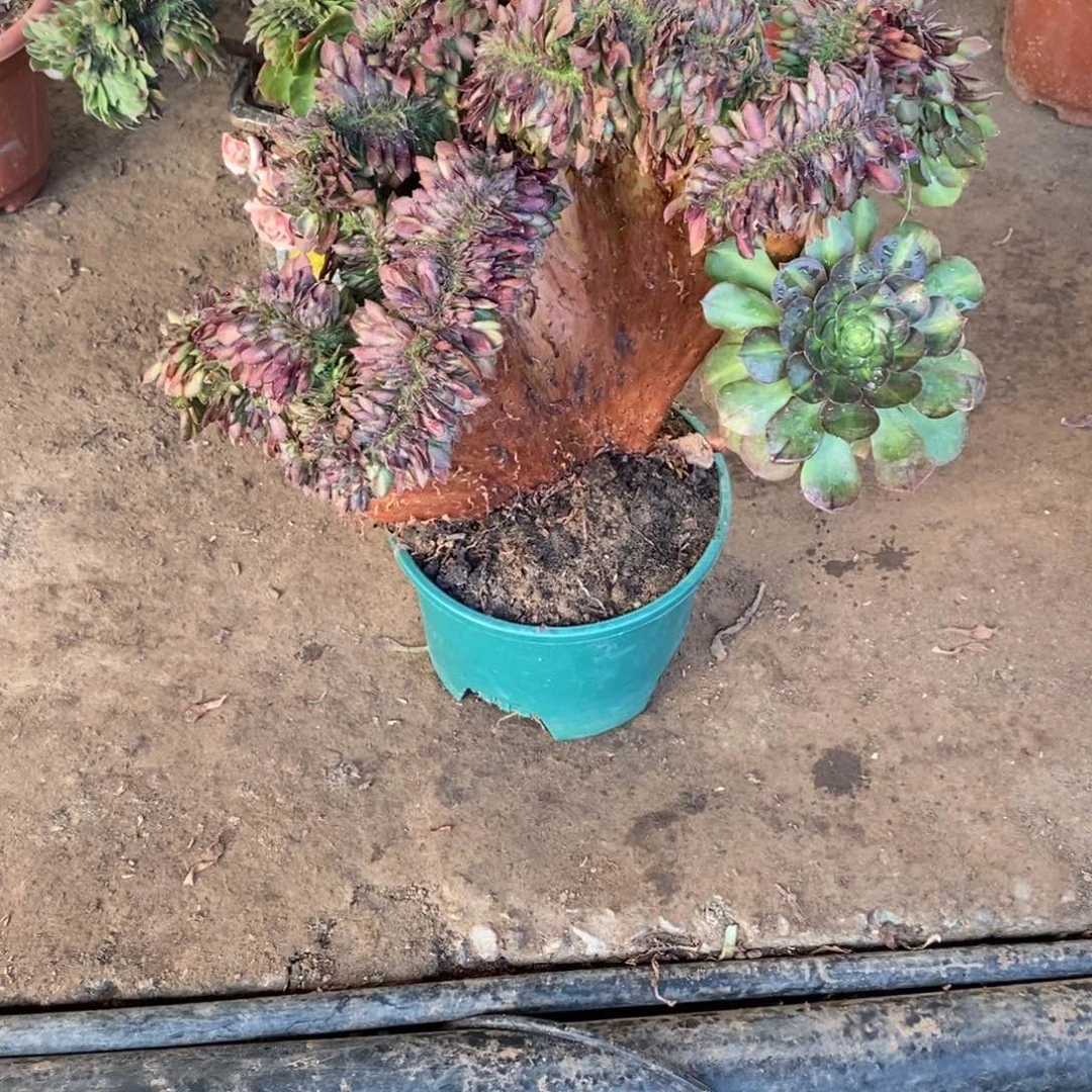 抹茶缀化1颗1708号